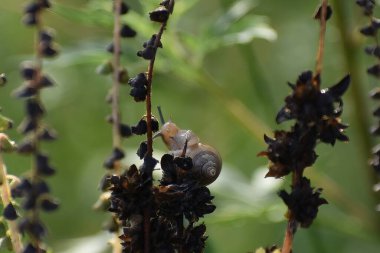 Everglades Ulusal Park Bataklığı 'nda yabani otlara tırmanan salyangoz.
