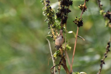 Everglades Ulusal Park Bataklığı 'nda yabani otlara tırmanan salyangoz.