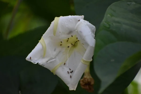 Mondblume Aka Ipomoea Alba Oder Tropischer Weißer Morgenruhm — Stockfoto