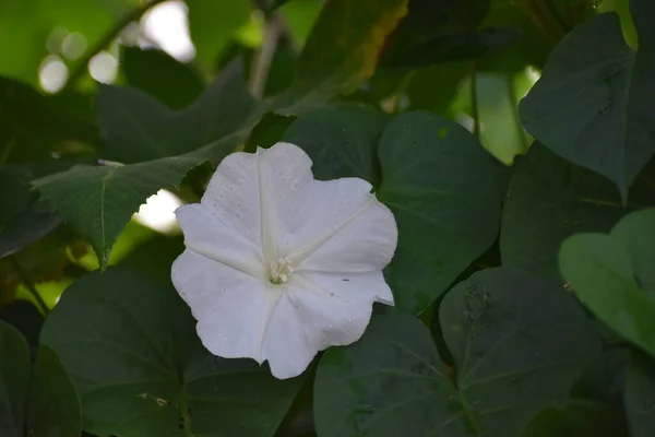 Moon Flower También Conocida Como Ipomoea Alba Tropical White Morning — Foto de Stock