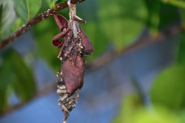 Caso Abbotts Bagworm Traça Camuflagem Árvore — Fotografia de Stock