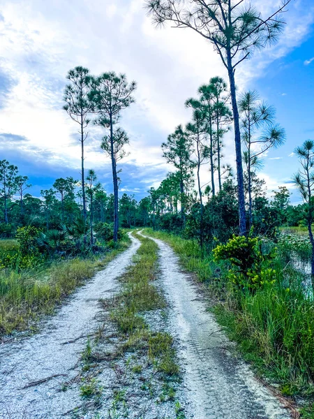 Camino Simple Camino Tierra Bosque —  Fotos de Stock