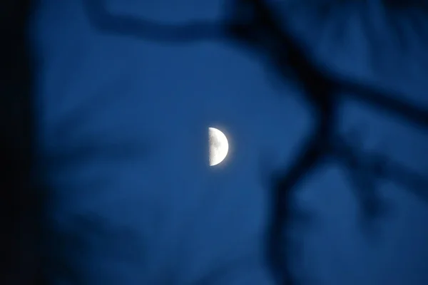 Mond Der Nacht Sumpf — Stockfoto