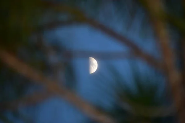 Månen Träsket Natten — Stockfoto