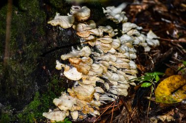 bir ağaç üzerinde büyüyen ölümü mantar