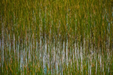 Gölette bataklık otları