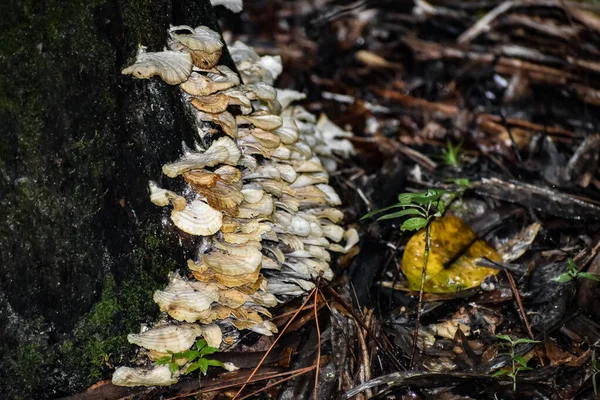 多孔菌蘑菇生长在一棵树上 — 图库照片