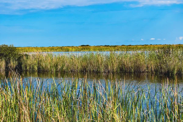 Marais Gazon Fluvial Dans Les Marécages Louisiane — Photo