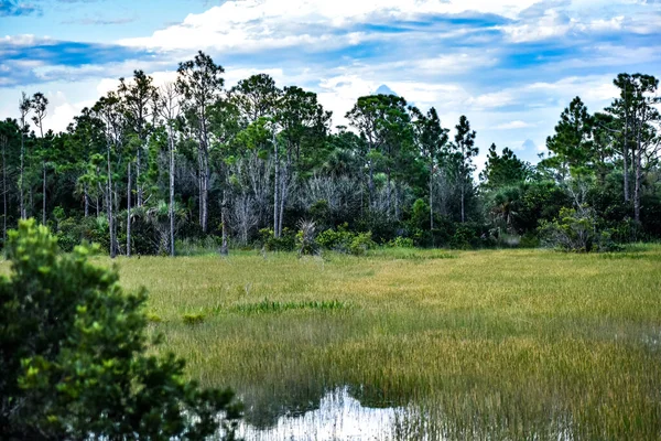Louisiana Marsh Pond Grasses Flooded — Stock Photo, Image