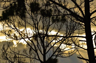 Gün batımında çam ağacı siluetleri