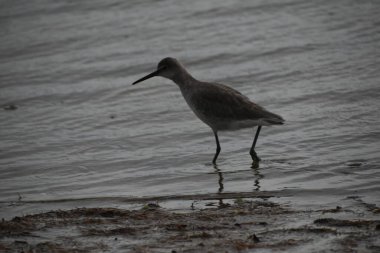 Gün batımı ve kumkuşunun silueti kıyıda