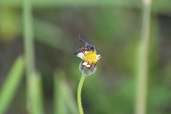 Biene Auf Einer Wildblume Sumpf — Stockfoto