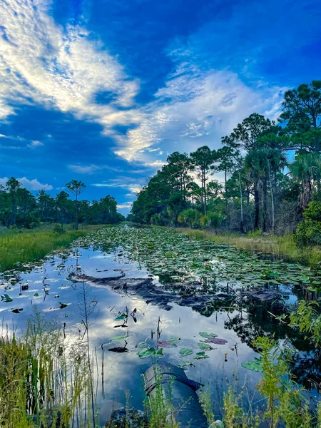 沼泽地里的雨和百合花垫反映了大自然 — 图库照片