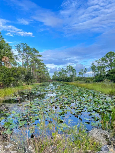 沼泽地里的雨和百合花垫反映了大自然 — 图库照片