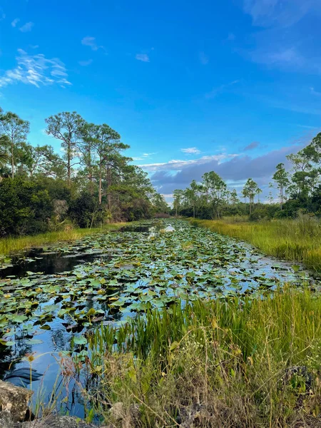 Regen Leliekussens Het Moeras Die Natuur Weerspiegelen — Stockfoto