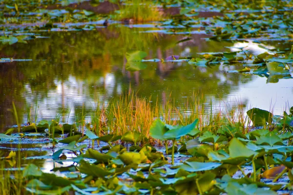 Regen Und Lilienkissen Sumpf Spiegeln Die Natur Wider — Stockfoto