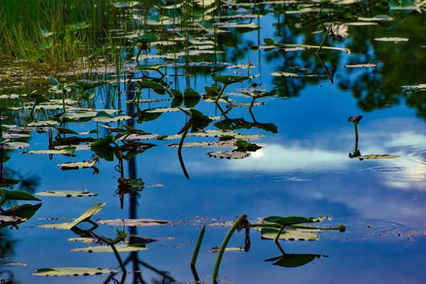 Tampons Pluie Lys Dans Marais Reflétant Nature — Photo