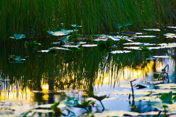 Bataklıkta yağmur ve zambak pedleri doğayı yansıtıyor.