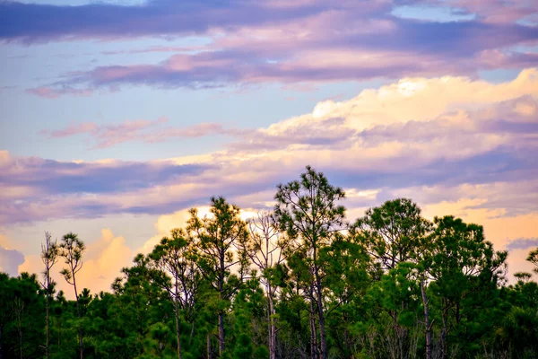 Tall Träd Silhuetter Solnedgången Träsk — Stockfoto