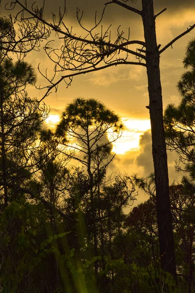 Kiefernsilhouetten Sumpf Des Sonnenuntergangs — Stockfoto