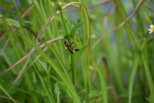 Black Yellow Wasp Flower — Stock Photo, Image