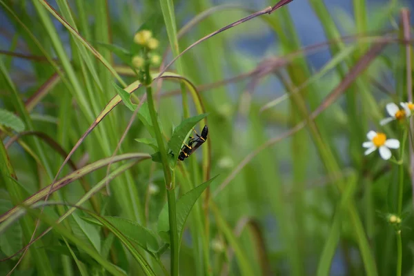 Vespa Nera Gialla Fiore — Foto Stock