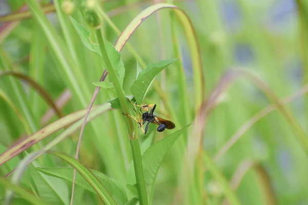 Schwarz Gelbe Wespe Auf Einer Blume — Stockfoto