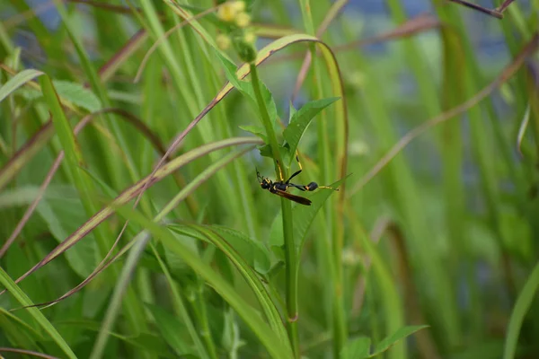 Avispa Negra Amarilla Una Flor — Foto de Stock