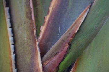 Odak dokusunda tropikal yaprak