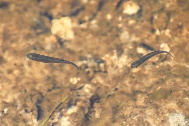Sulak arazideki nehirde genç tatlı su balıkları.