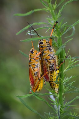 Bataklıkta turuncu ve sarı çekirge.