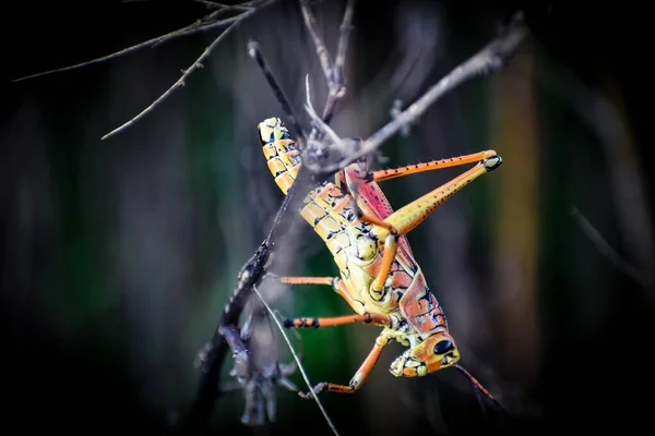 Orange Yellow Grasshopper Swamp — Stock Photo, Image