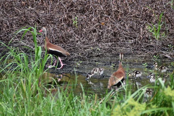 Entchen Und Erwachsene Enten Ufer Des Sumpfes — Stockfoto
