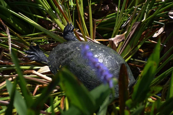 Schildpad Het Florida Moeras Gras — Stockfoto