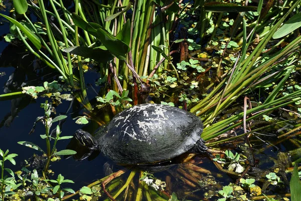 Sköldpadda Florida Träsk Gräs — Stockfoto