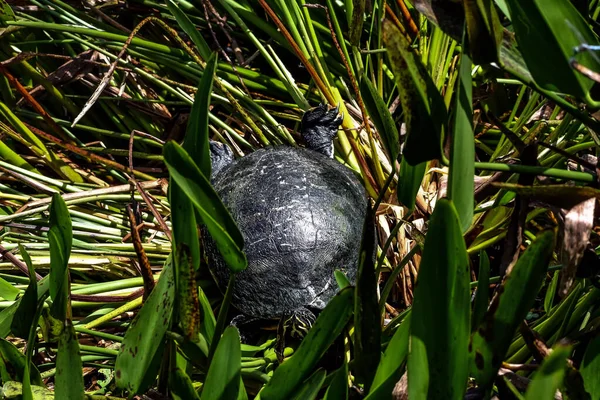 Tartaruga Grama Pântano Florida — Fotografia de Stock