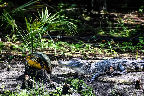 Caimán Depredador Tortuga Los Humedales —  Fotos de Stock