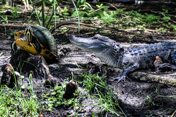 Timsah Sulak Alanlardaki Kaplumbağaların Avcısıdır — Stok fotoğraf