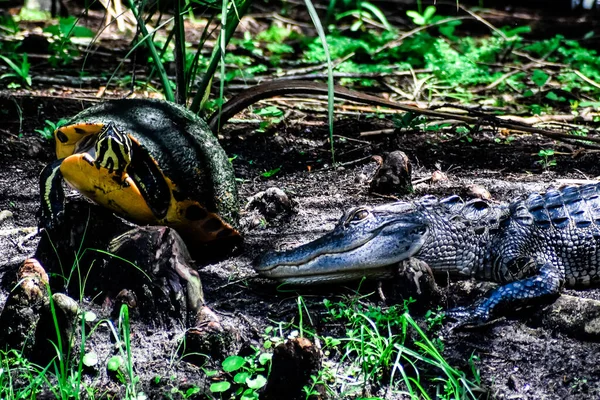 Jacaré Predador Tartaruga Nas Zonas Húmidas — Fotografia de Stock