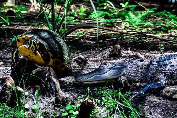 Alligator Ist Ein Raubtier Der Schildkröte Den Feuchtgebieten — Stockfoto