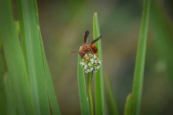 Wasp Swamp Plants Southeast Florida — Stock Photo, Image