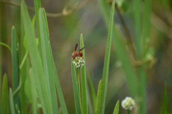 Guêpe Papier Aka Polistes Instabilis Dans Marais — Photo