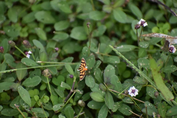 Syngamia Florella Γνωστή Και Σκώρος Λουλουδιών Πορτοκαλί Στίγματα Στα Έβεργκλεϊντς — Φωτογραφία Αρχείου