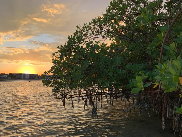 Sonnenuntergang Über Den Mangroven Und Meertrauben Auf Jupiter Island Florida — Stockfoto