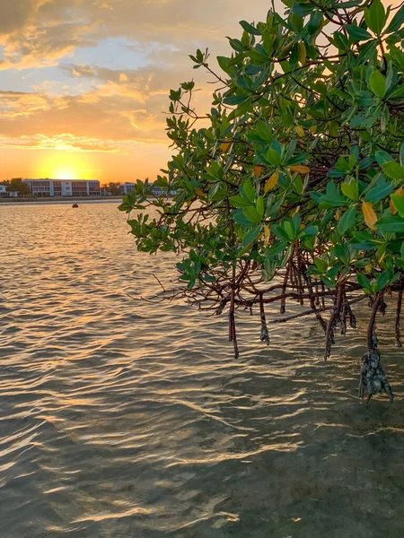 Puesta Sol Sobre Los Manglares Las Uvas Marinas Isla Júpiter —  Fotos de Stock