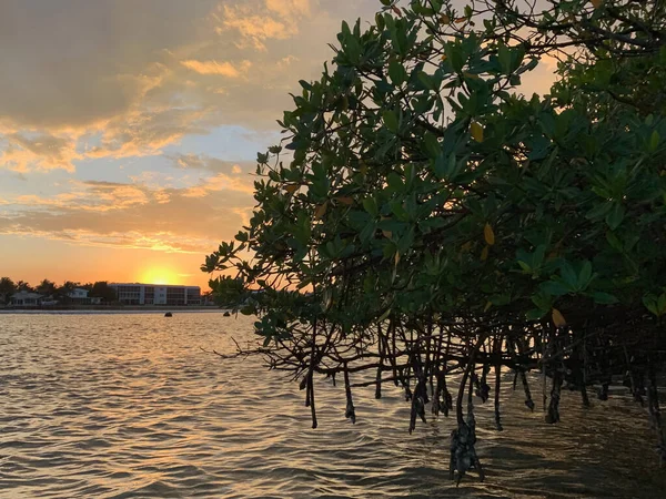 Naplemente Felett Mangrove Tengeri Szőlő Jupiter Island Florida — Stock Fotó