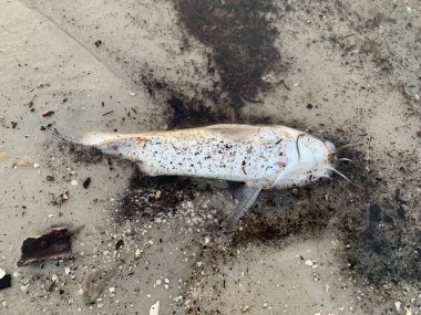 Florida sahilinde balık kıyıya vurur.