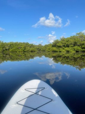 JN Ding Darling Ulusal Yaban Hayatı Sığınağı 'nda mangrovlar ve mavi gökyüzü