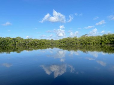 JN Ding Darling Ulusal Yaban Hayatı Sığınağı 'nda mangrovlar ve mavi gökyüzü
