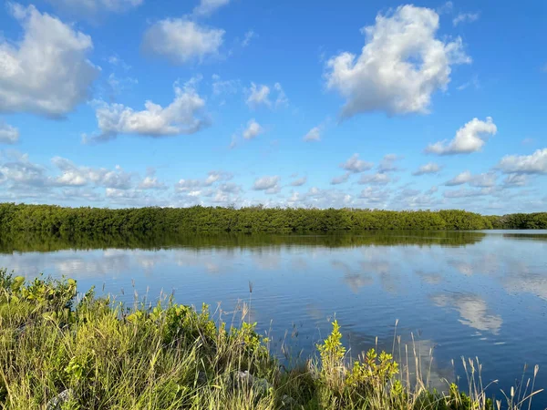 Jn丁达林国家野生动物保护区的红树林和蓝天 — 图库照片